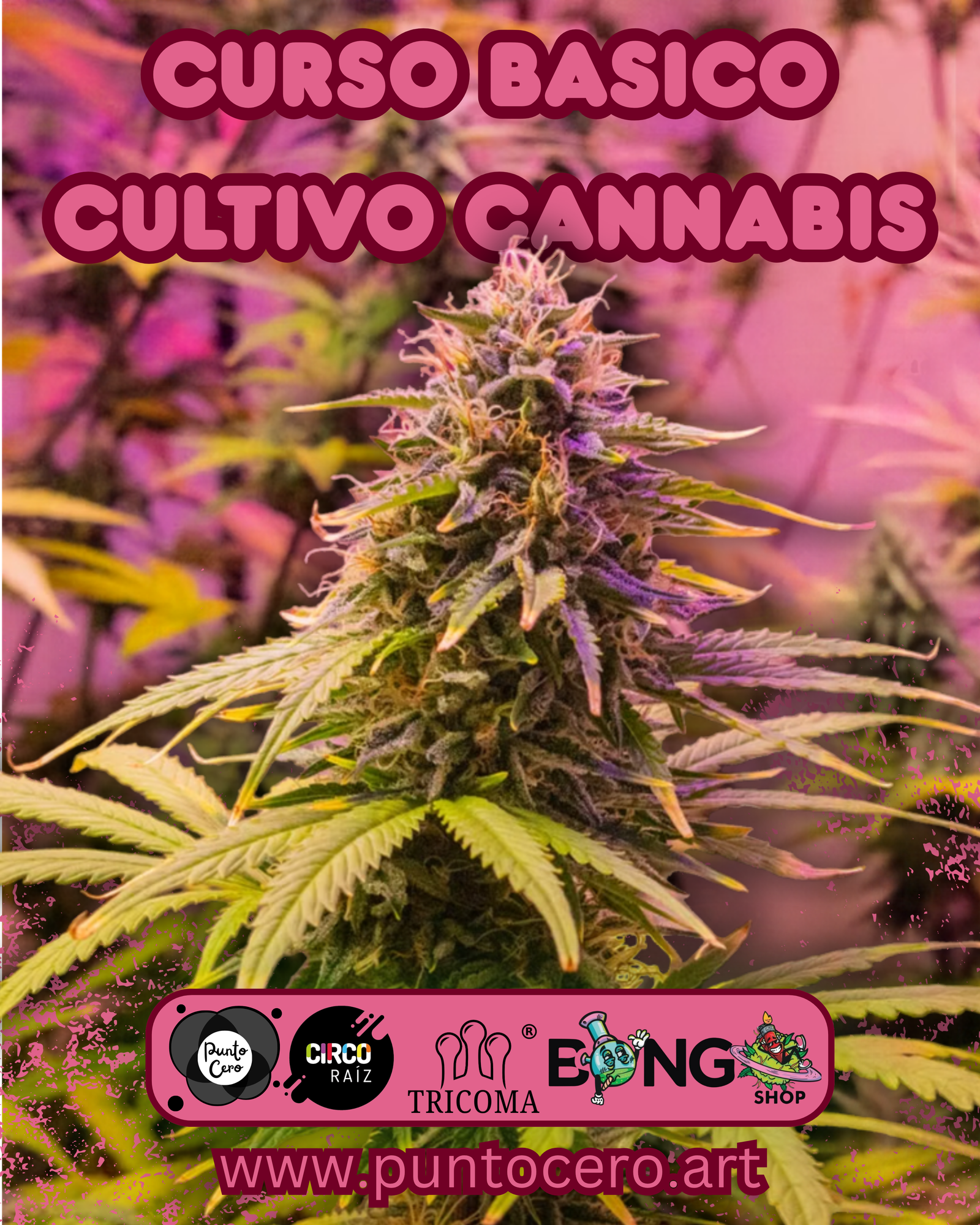 Curso Básico Cultivo Cannabis